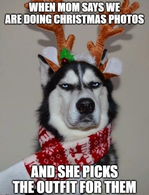 meme navideño de perrito