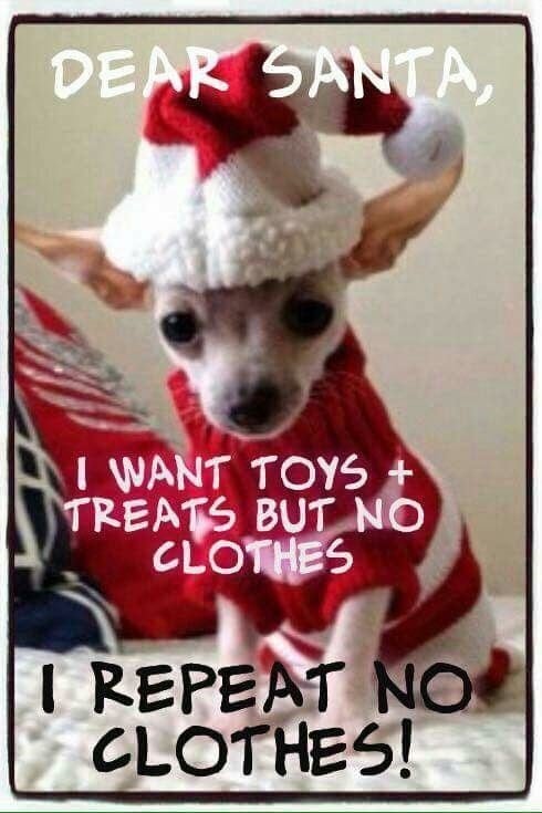 meme natalizio del cane