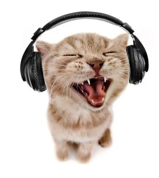 تأثير صوت القطط