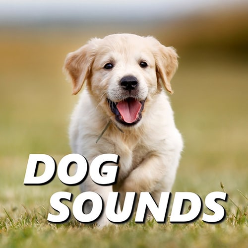 dog sound