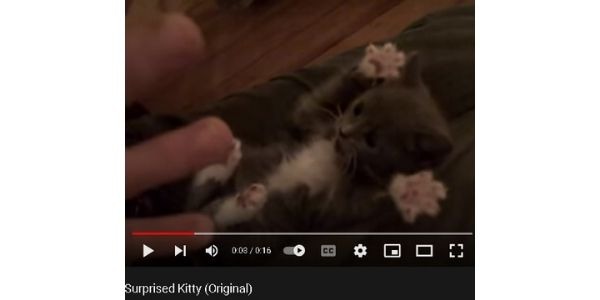 cuenta de videos divertidos de gatitos - gatita sorprendida.
