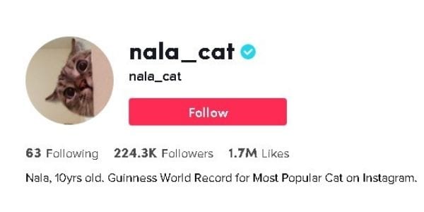 tiktok cat account