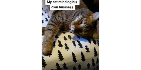 top cat tiktok account - bemma_nugz