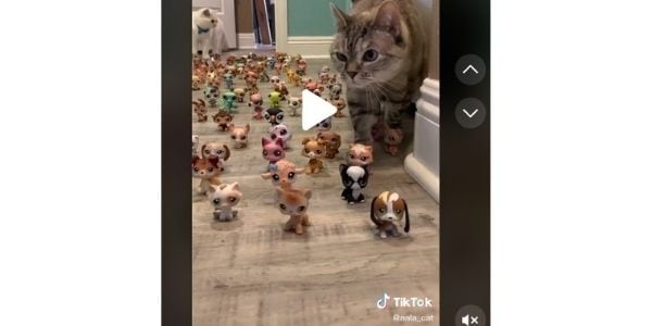 tiktok cat account - nala cat