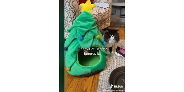 lovely tiktok cat account -walterbishopthecat