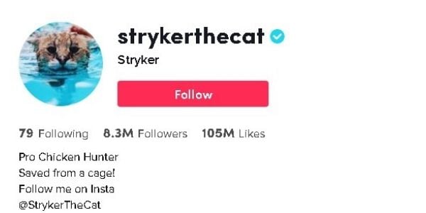 tiktok cat account to follow