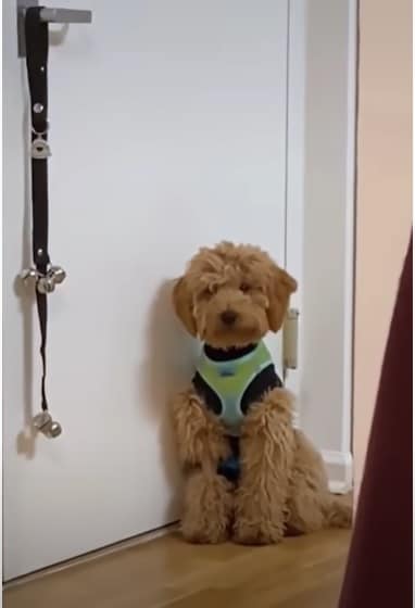 dogs doing funny things video on tiktok