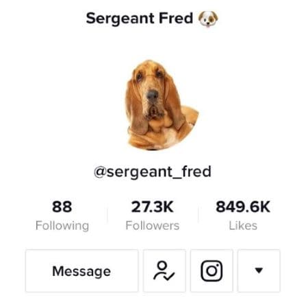 funny tiktok dog account - sergeant fred