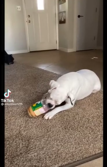Don't Miss these Funny Dog Tiktok Videos