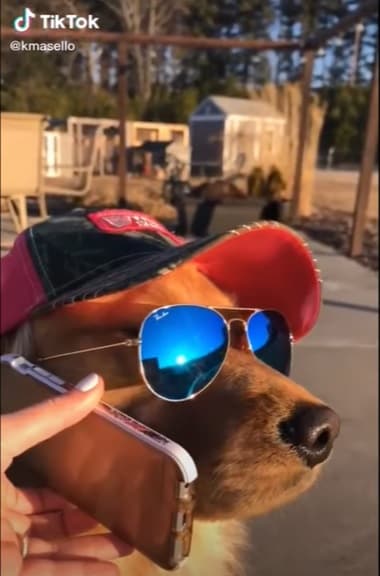 best dog video on tiktok