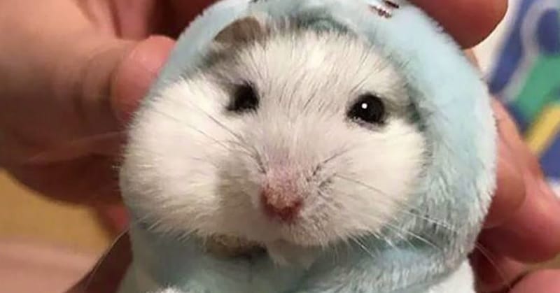 funny hamster video