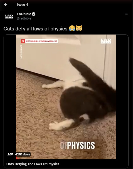 Cats Defying Laws of Physics