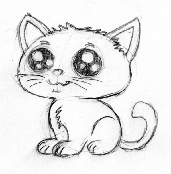 cat Sketch drawing