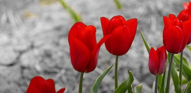 colore del fiore isolato