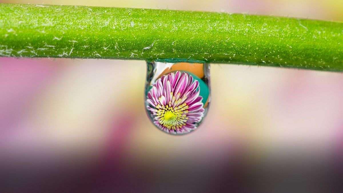 Exemplo de fotografia macro