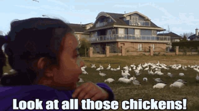 look at all those chickens vine