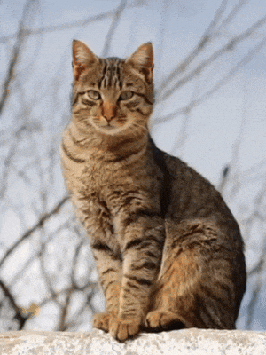 editing animal fusion ai video