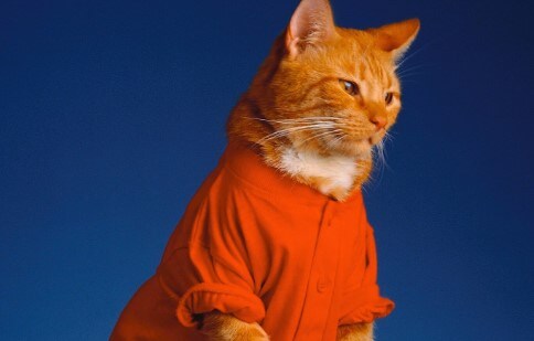 ai cat worker