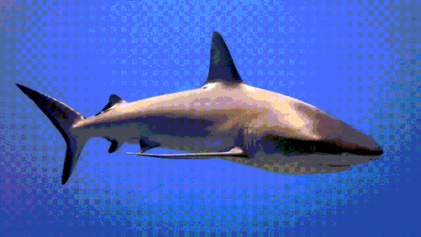 hybrid animal of a shark and a tiger