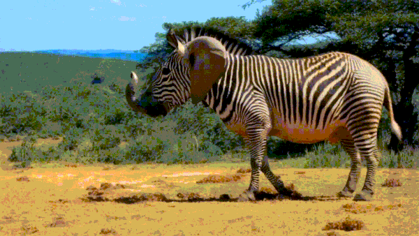 hybrid animal of an elephant and a zebra