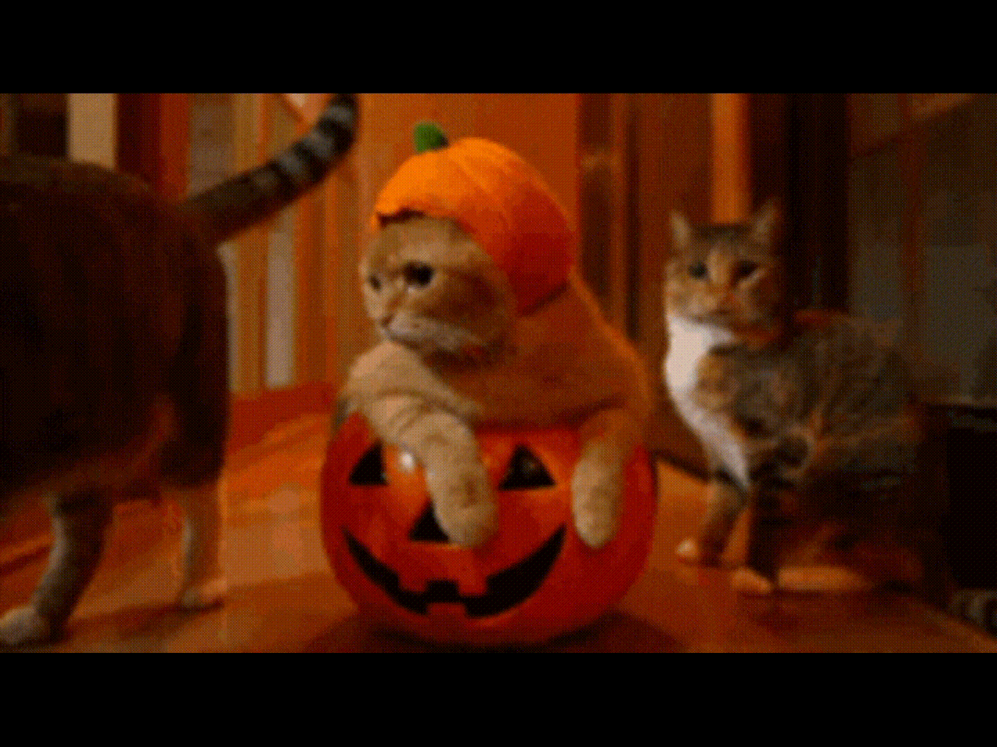 halloween cat gif