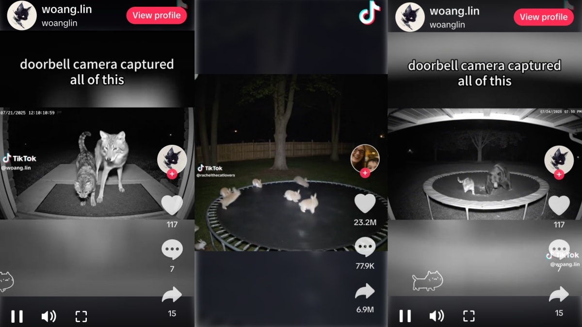 bear jumping on trampoline tiktok trend