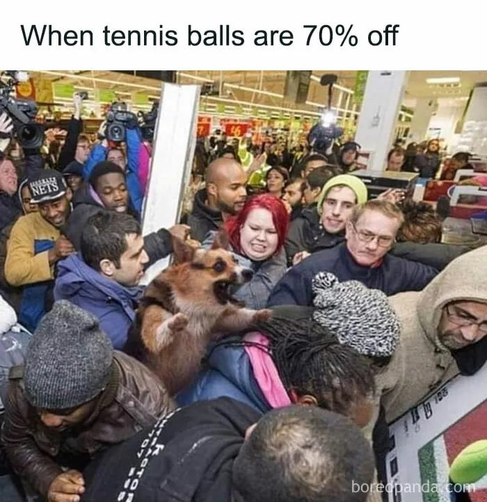 black friday overexcited corgy meme