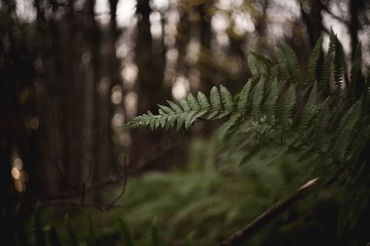 bokeh effect in photography
