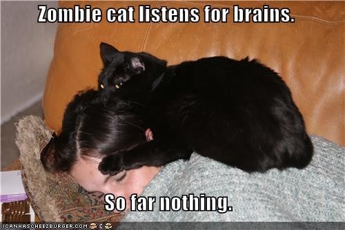 zombie looking for brain