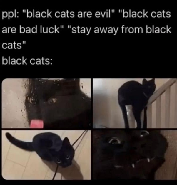 superstitious black cat