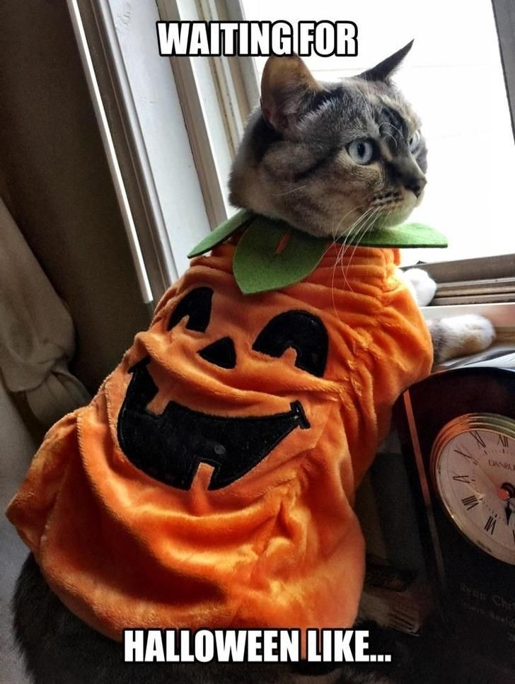 pumpkin costume cat joke