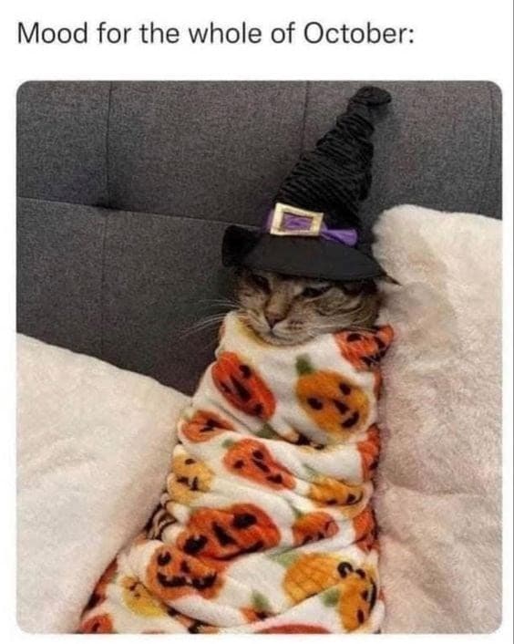 relaxing cat meme halloween