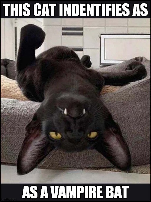 vampir bat cat meme
