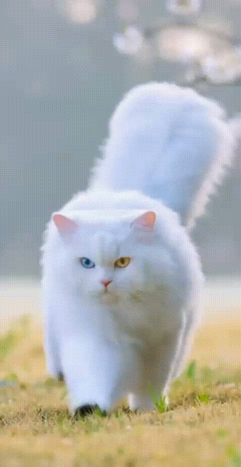 pets with career template