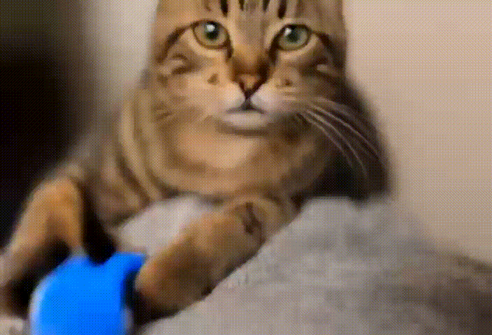 cat singing karaoke meme
