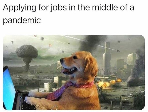 cat working hard meme