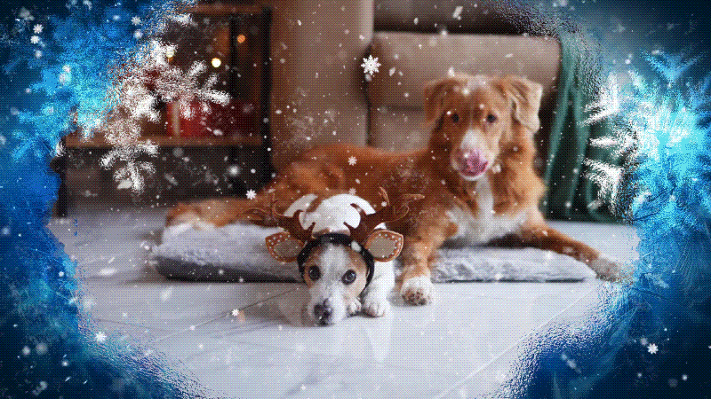 filmora snowflake borders