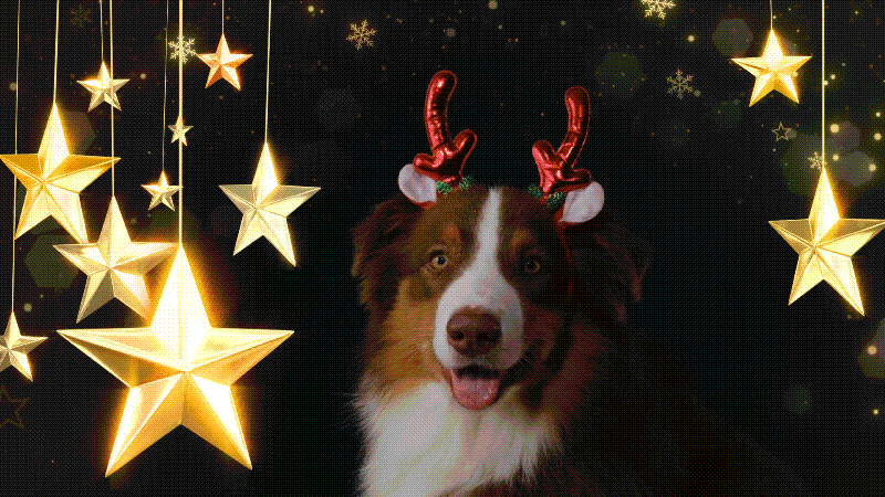 filmora christmas lights borders