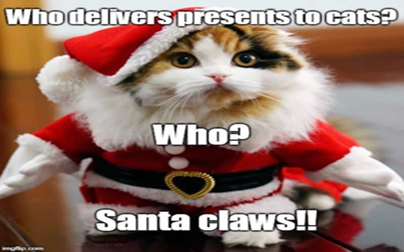 christmas cat memes met santa claws