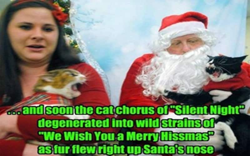 christmas cat memes angry hissmas