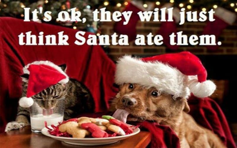 christmas cat memes eating cookies