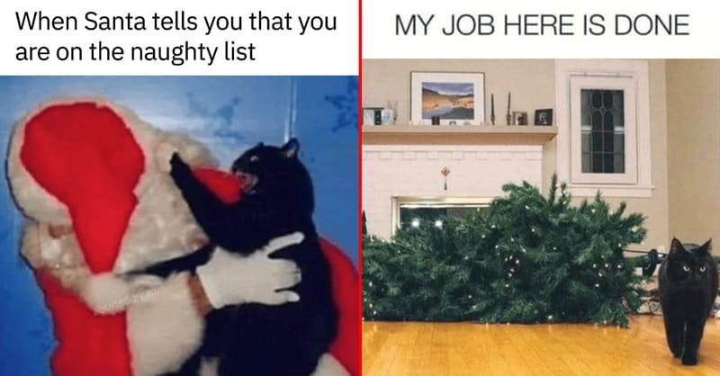 christmas cat memes destroying trees again