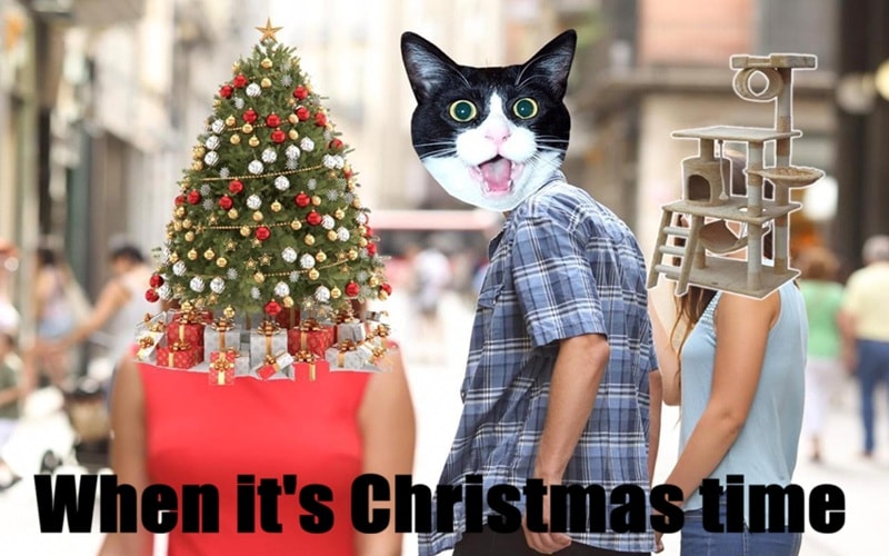 cat memes christmas time