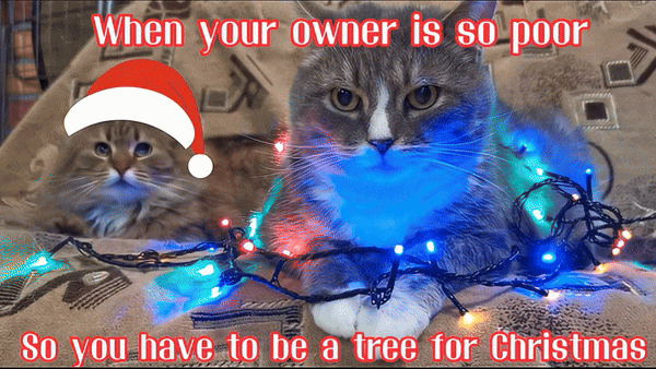 your funny xmas cat meme
