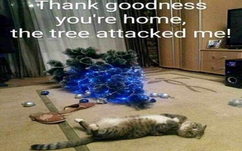 christmas cat memes destroying tree