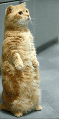 christmas tree funny template