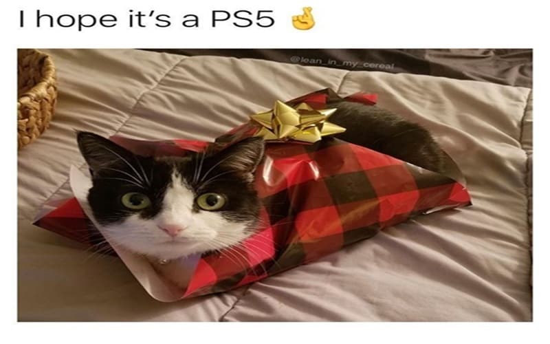cat memes being christmas gift