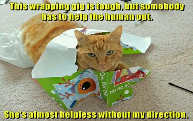 cat memes teaching human wrapping gift