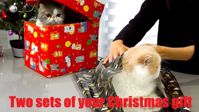 christmas cat memes two gifts