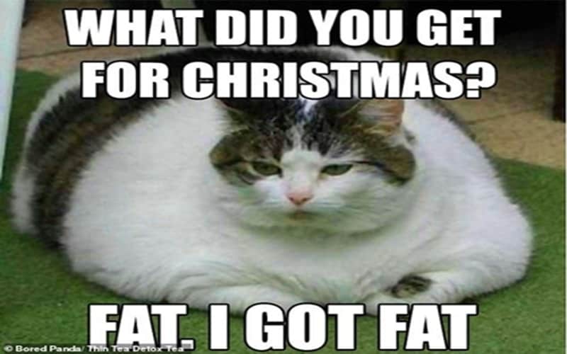 christmas cat memes fat cat